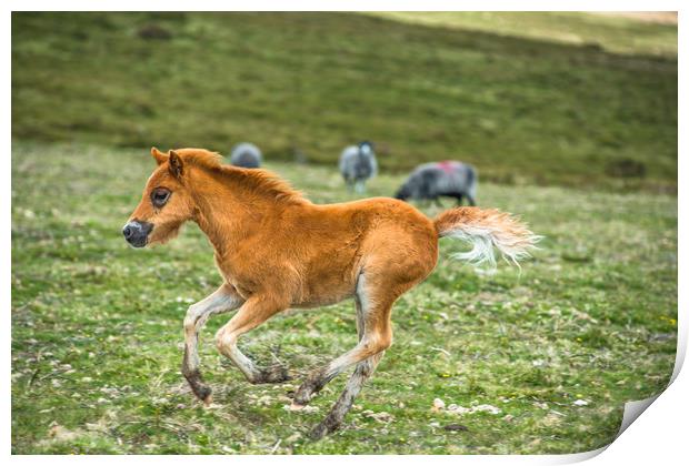 Dartmoor pony foal Print by Andrew Michael