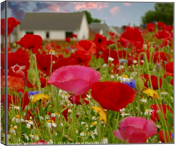 "Little house in the poppies" Canvas Print by ROS RIDLEY