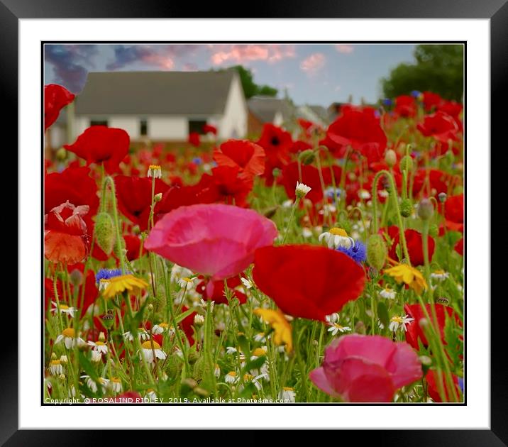 "Little house in the poppies" Framed Mounted Print by ROS RIDLEY