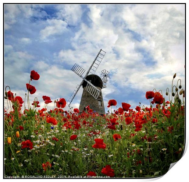 "Windmill in the poppy field" Print by ROS RIDLEY