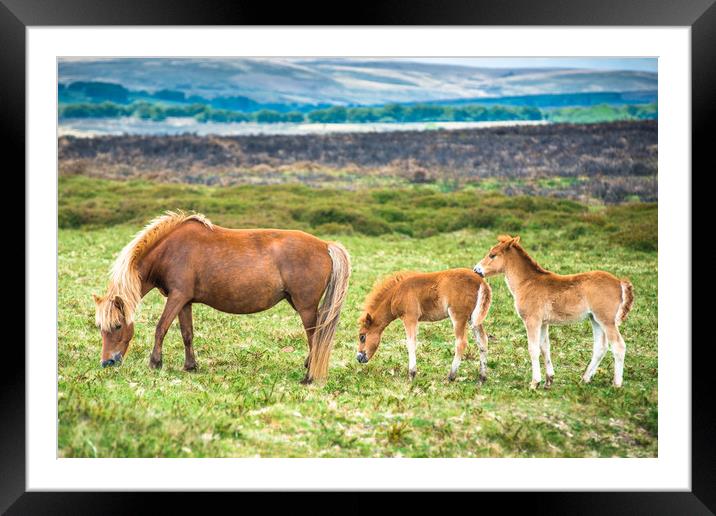 Dartmoor pony mare and two foals  Framed Mounted Print by Andrew Michael