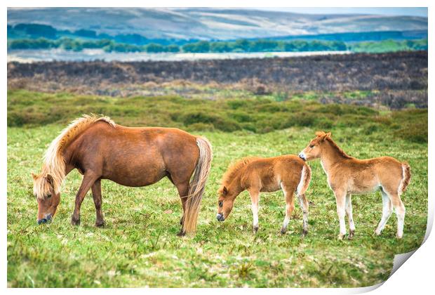 Dartmoor pony mare and two foals  Print by Andrew Michael