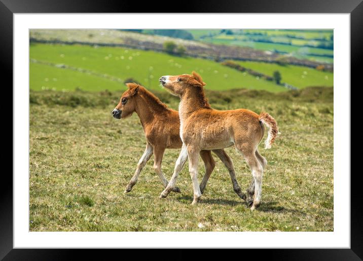 Two Dartmoor pony foals Framed Mounted Print by Andrew Michael