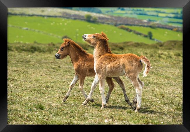 Two Dartmoor pony foals Framed Print by Andrew Michael
