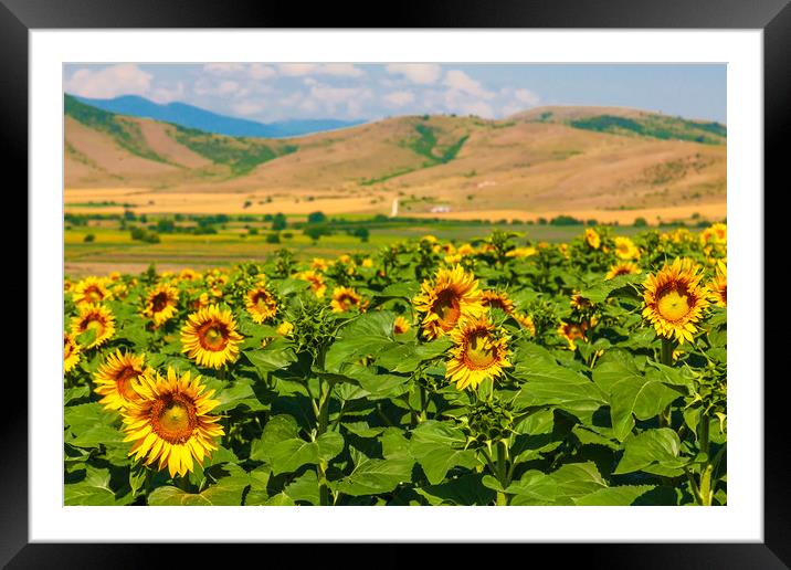 Majestic Sunflower Valley Framed Mounted Print by Kevin Snelling