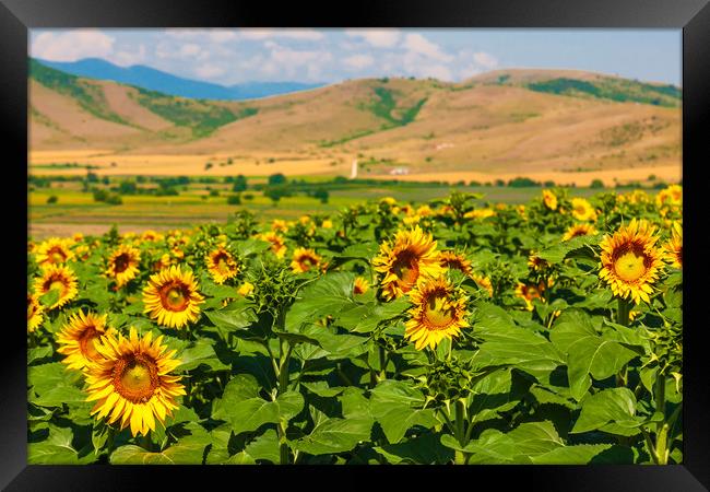 Majestic Sunflower Valley Framed Print by Kevin Snelling