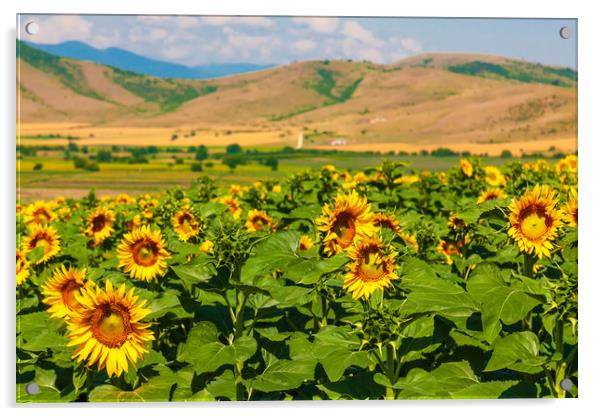 Majestic Sunflower Valley Acrylic by Kevin Snelling