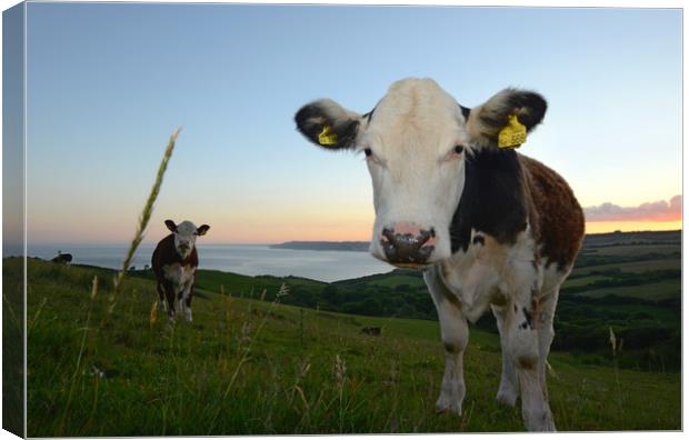 Cows of Golden Cap Canvas Print by David Neighbour