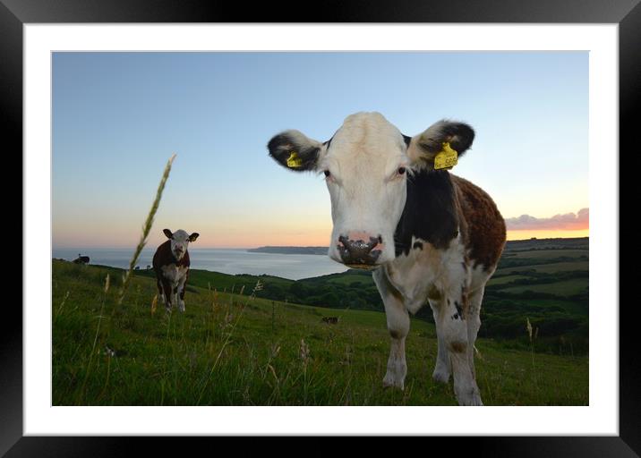 Cows of Golden Cap Framed Mounted Print by David Neighbour