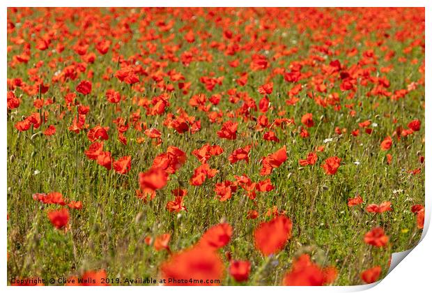 A Spread of Poppies Print by Clive Wells