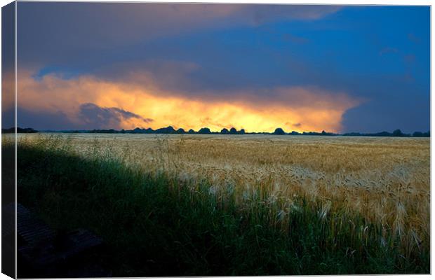Fenland sunset over corn fields Canvas Print by Terry Pearce