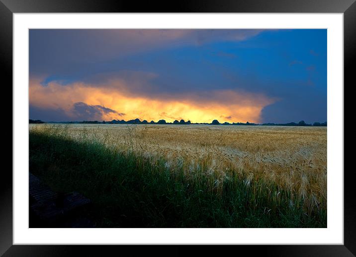 Fenland sunset over corn fields Framed Mounted Print by Terry Pearce