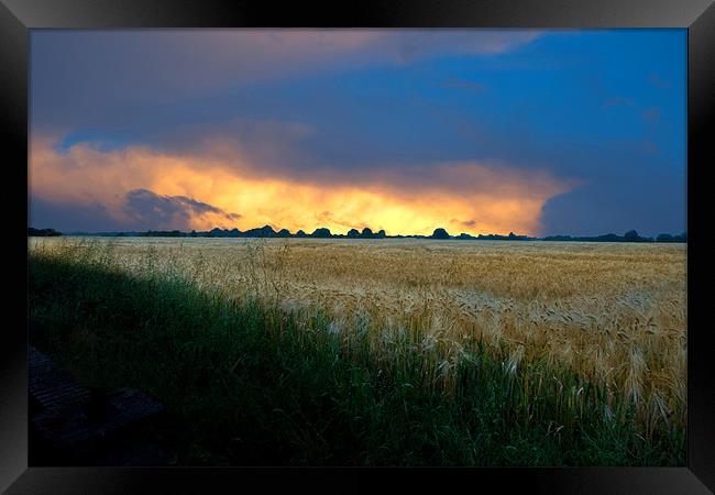Fenland sunset over corn fields Framed Print by Terry Pearce