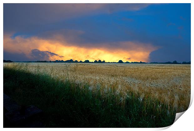 Fenland sunset over corn fields Print by Terry Pearce