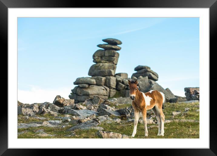 Dartmoor pony foal in front of Great Staple Tor Framed Mounted Print by Andrew Michael