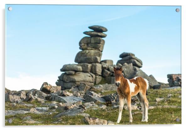 Dartmoor pony foal in front of Great Staple Tor Acrylic by Andrew Michael
