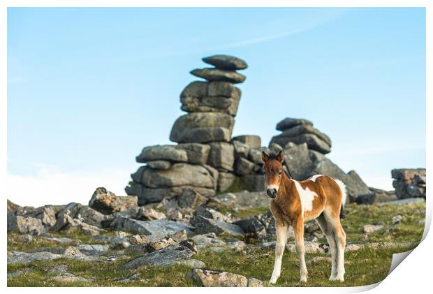 Dartmoor pony foal in front of Great Staple Tor Print by Andrew Michael