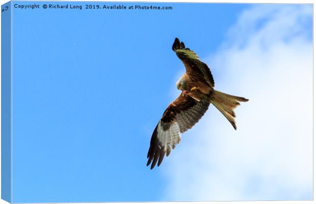 Red Kite poised to pounce Canvas Print by Richard Long
