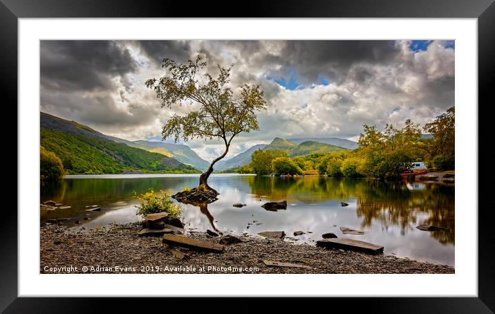 Padarn lake Tree Llanberis  Framed Mounted Print by Adrian Evans