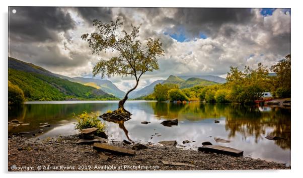 Padarn lake Tree Llanberis  Acrylic by Adrian Evans