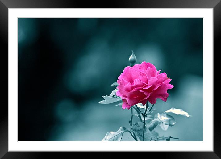 English Garden Pink Rose Framed Mounted Print by Terry Pearce