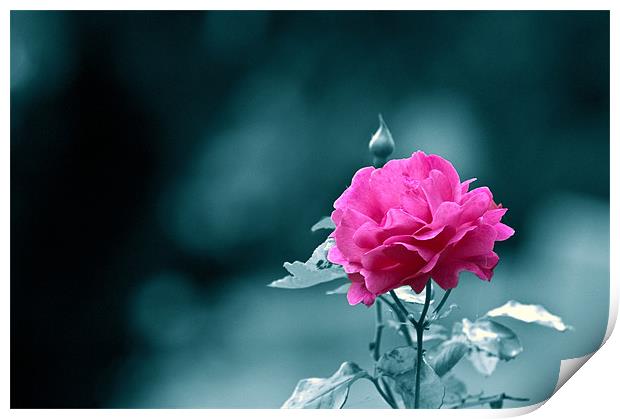 English Garden Pink Rose Print by Terry Pearce
