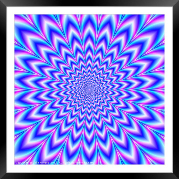 Crinkle Cut Pulse in Blue Pink and Violet Framed Mounted Print by Colin Forrest