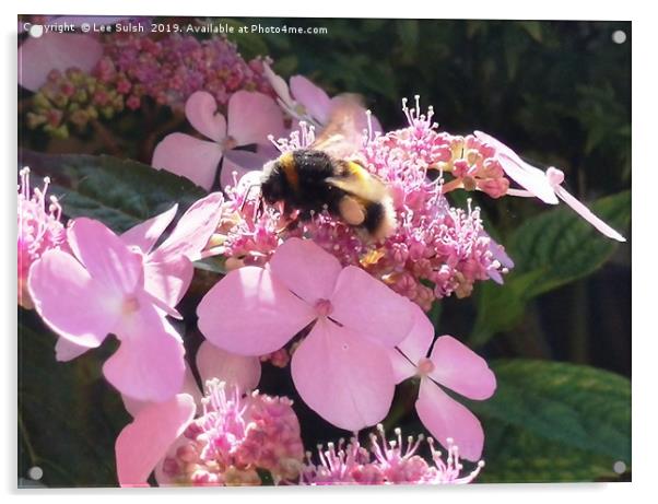 Bumble Bee on flower Acrylic by Lee Sulsh