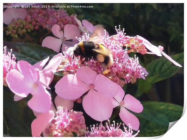 Bumble Bee on flower Print by Lee Sulsh