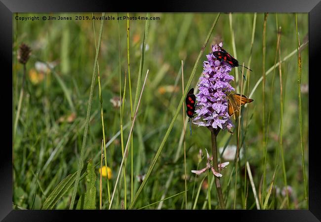 Wild Flowers and moths Framed Print by Jim Jones
