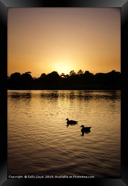 Sunset Geese on the Norfolk Broads Framed Print by Sally Lloyd