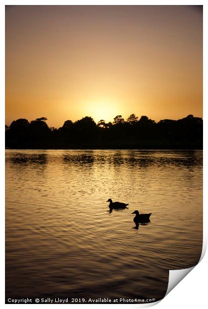 Sunset Geese on the Norfolk Broads Print by Sally Lloyd