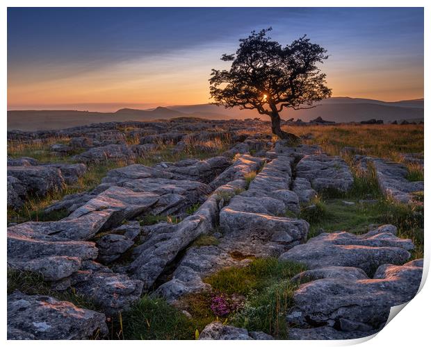 Sunset on a lone tree  Print by George Robertson