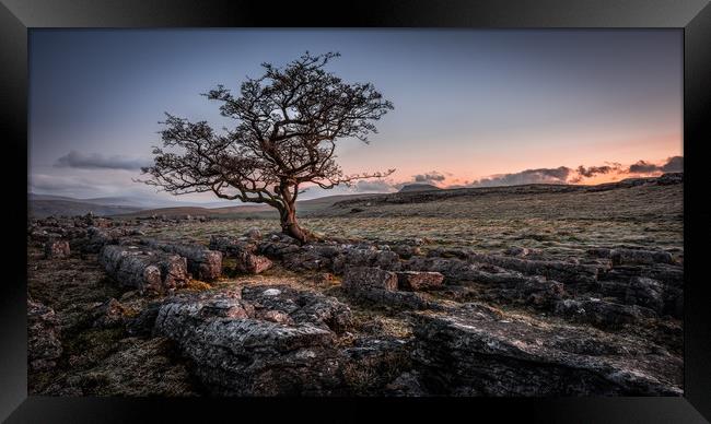 Weathered hawthorn tree at Sunrise Framed Print by George Robertson