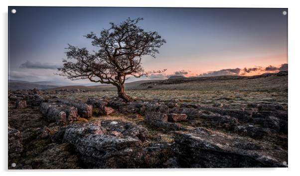 Weathered hawthorn tree at Sunrise Acrylic by George Robertson
