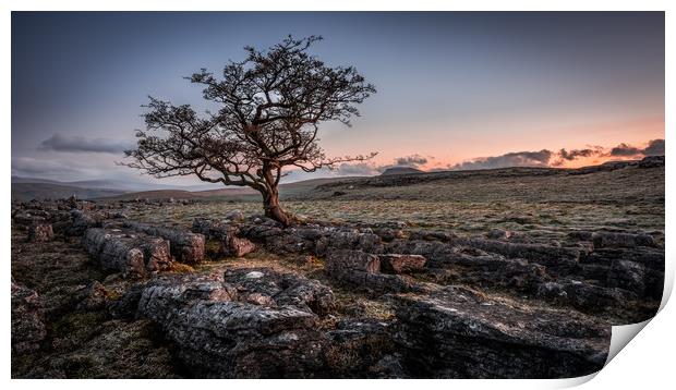 Weathered hawthorn tree at Sunrise Print by George Robertson