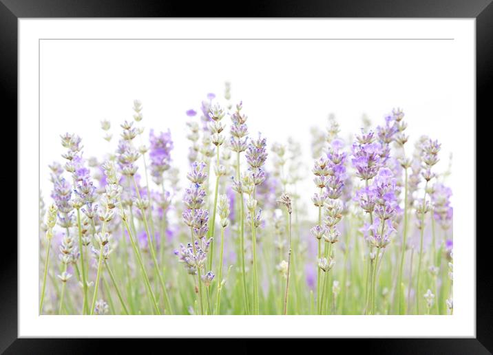 Lavender Framed Mounted Print by Graham Custance