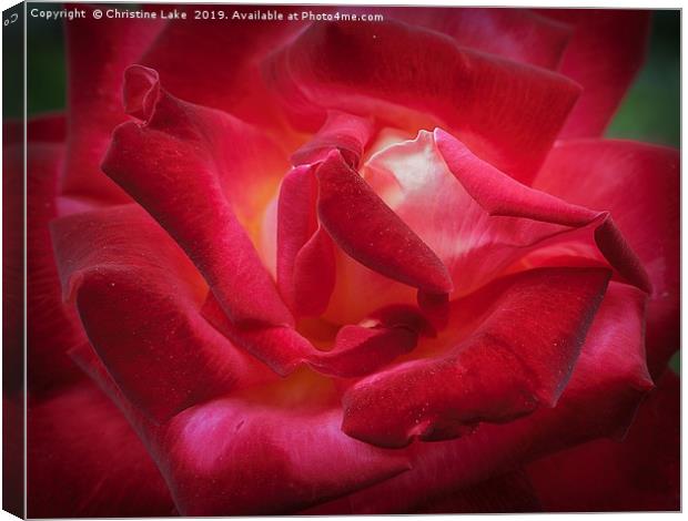 Rose On Fire Canvas Print by Christine Lake