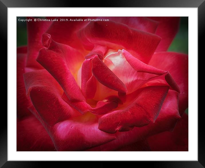Rose On Fire Framed Mounted Print by Christine Lake
