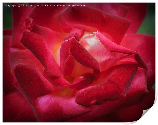 Rose On Fire Print by Christine Lake