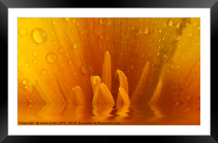 Poppy flower macro and water reflection Framed Mounted Print by Simon Bratt LRPS