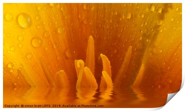 Poppy flower macro and water reflection Print by Simon Bratt LRPS