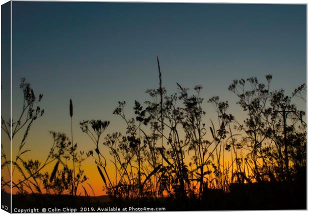 Sunset and grasses Canvas Print by Colin Chipp