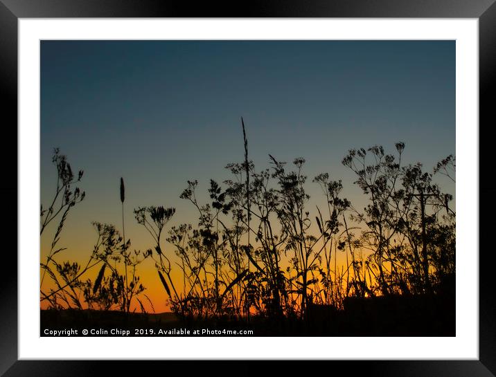 Sunset and grasses Framed Mounted Print by Colin Chipp