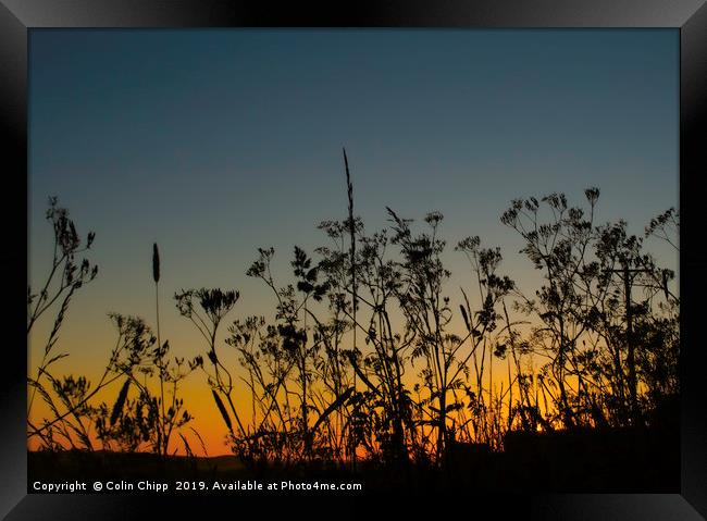 Sunset and grasses Framed Print by Colin Chipp