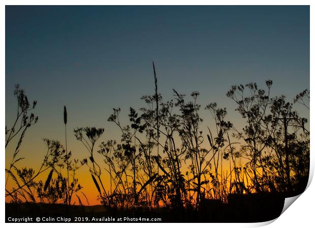 Sunset and grasses Print by Colin Chipp