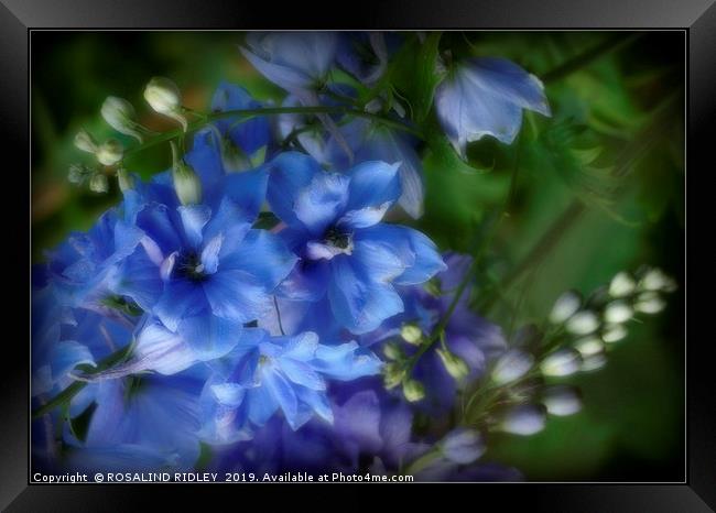 "Soft focus Blue Delphiniums" Framed Print by ROS RIDLEY