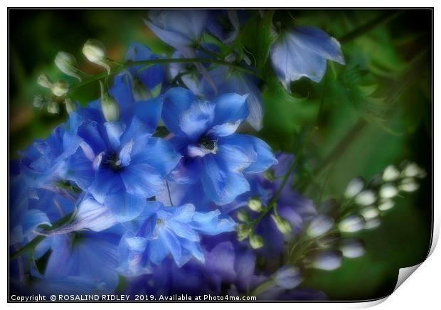 "Soft focus Blue Delphiniums" Print by ROS RIDLEY