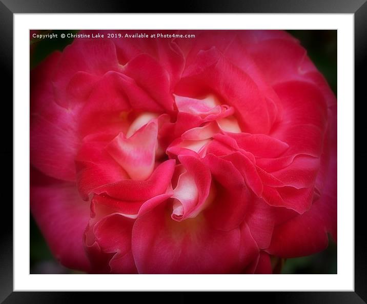 Silk Red Framed Mounted Print by Christine Lake