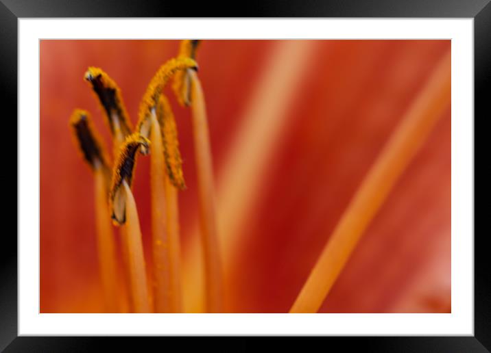 Orange Lily Stamens Framed Mounted Print by Steve Purnell